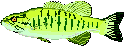 smallmouth bass walleye steelhead lake erie pa fishing charters pa